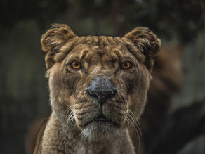 What to do with Anger: Getting to know the Messenger