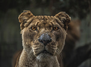 Lioness