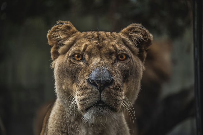 Lioness