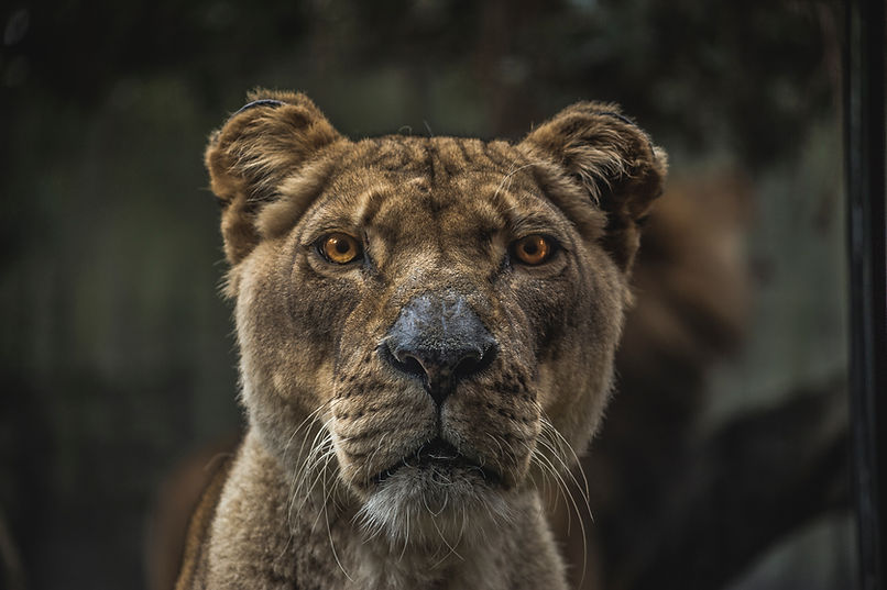 Lioness Portrait
