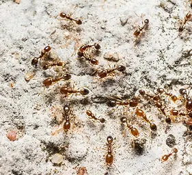 Thief Ant - WEBP.webp