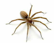 Brown Recluse - Original.jpeg