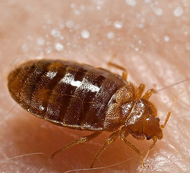 Bed_bug,_Cimex_lectularius_edited.jpg