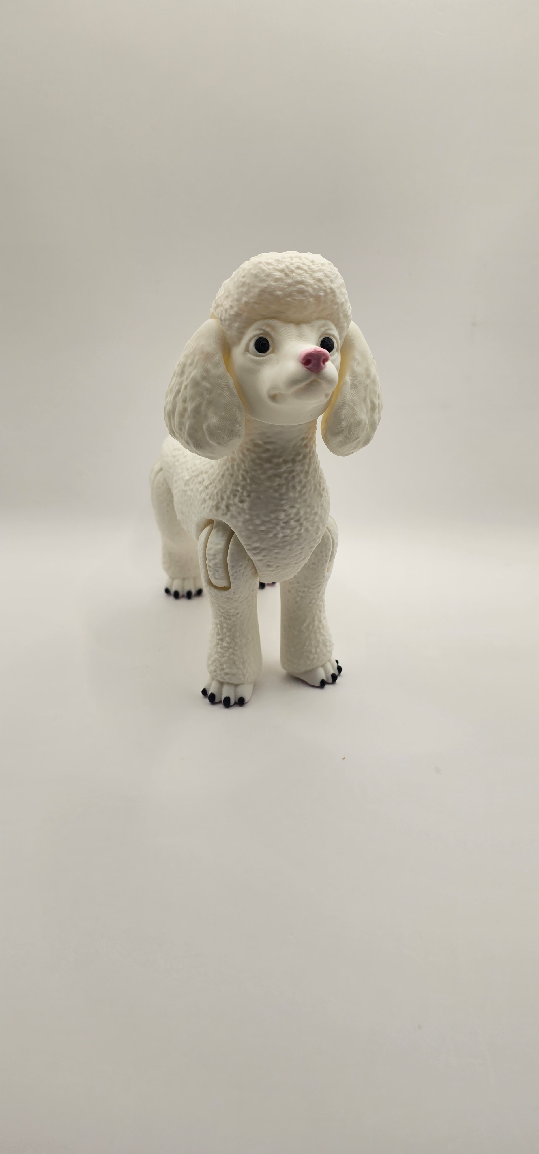 Poodle 