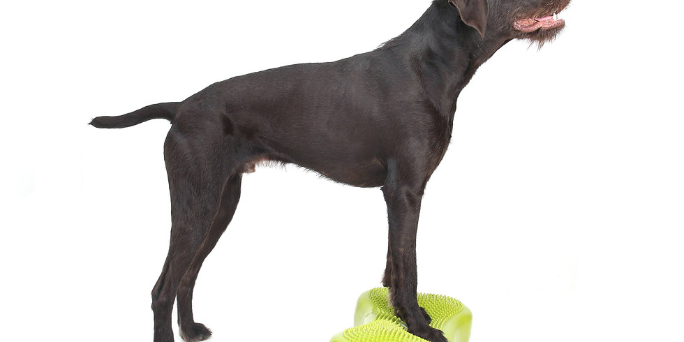 Fitness canin niveau 2 - Favoriser la santé du chien par l'activité