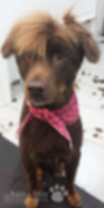 Toilettage pour chien -