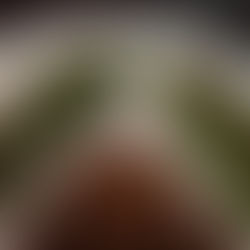 FALAFELS accompagnés de ses flancs d'avocats #Voyage culinaire