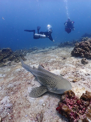 Scuba divers looking at a leopard shark resting in the sandy bottom in Bida Nai.jpg