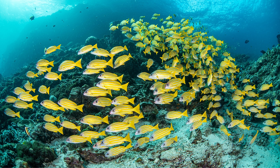 School of yellow stripe scad swimming in the shallow area in Koh Ma
