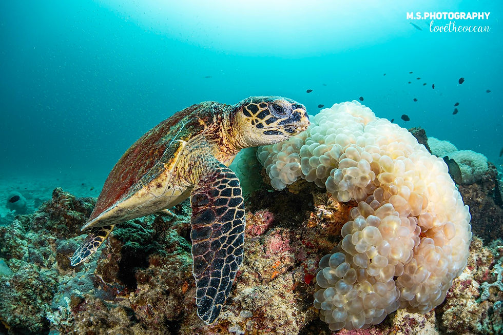 A sea turtle and bubble coral in Ko Haa when diving with OK Club Diving Center