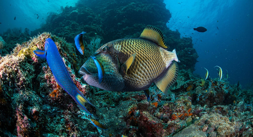 A titan triggerfish seen in the rocky reef of Hin Bida