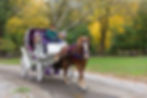 romantic carriage ride through central park