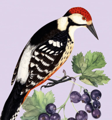 Schwarzer Johannisbeer Sirup