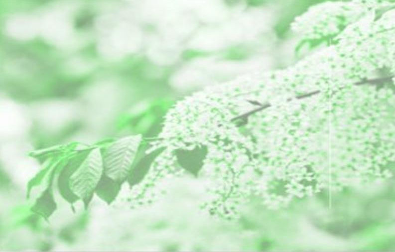 Priscilla brochure background.jpg