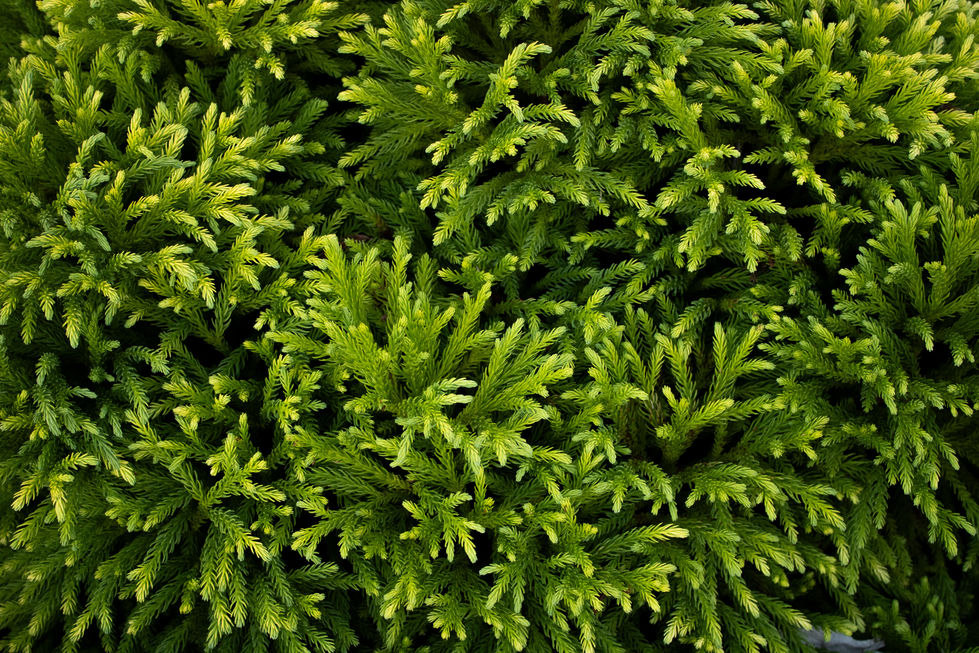 IMG_1425