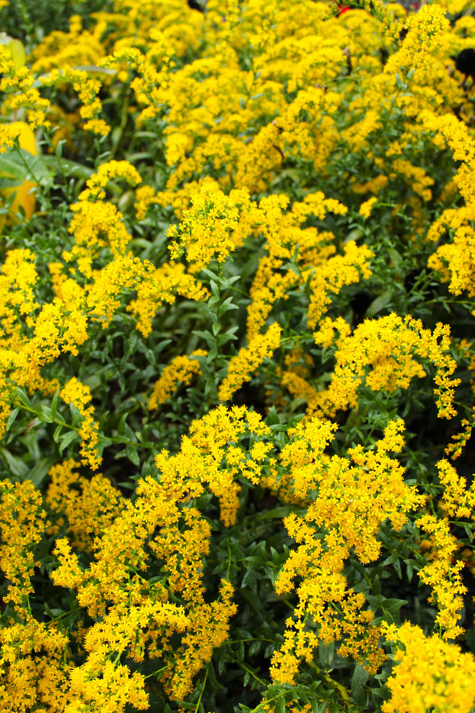 yellowflowers