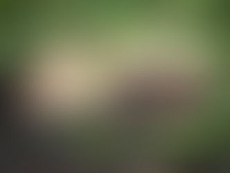 Gwałtownie rośnie liczba dzików w Warszawie