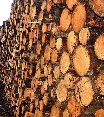 timber-3415637_1280.jpg