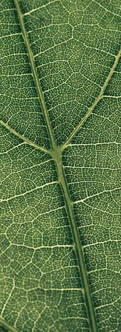 Financiamiento sostenible_AdobeStock_371929174.jpeg