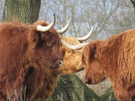 Ontario's bovine wedding a hit