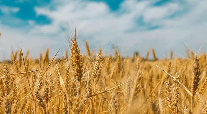 prairie-wheat-prices-slip-as-us-futures-drop-and-weather-shifts