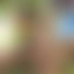 Ação de reflorestamento na Floresta da Tijuca - Casa Favela