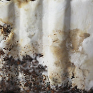 mycelium close up.jpg