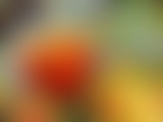 Jeden Tag ein Bild! „Tulpenlandschaft“ Bild 16: