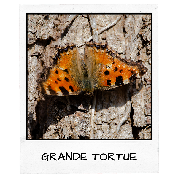 Polaroïd - ÉPERVIER D'EUROPE.png