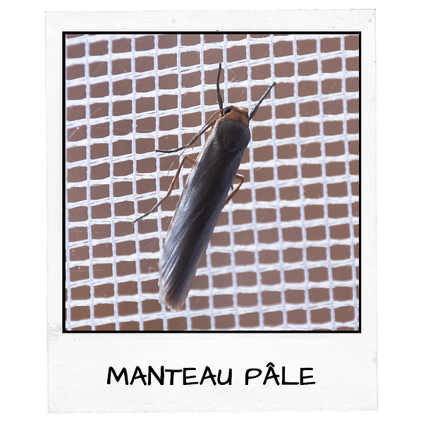 Polaroïd - ÉPERVIER D'EUROPE.png