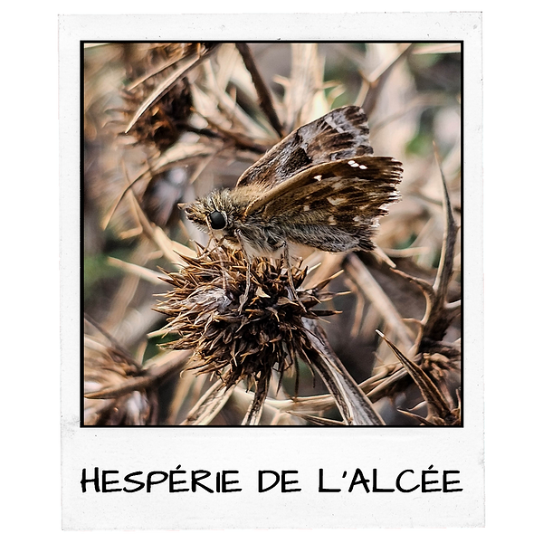 Polaroïd - ÉPERVIER D'EUROPE.png