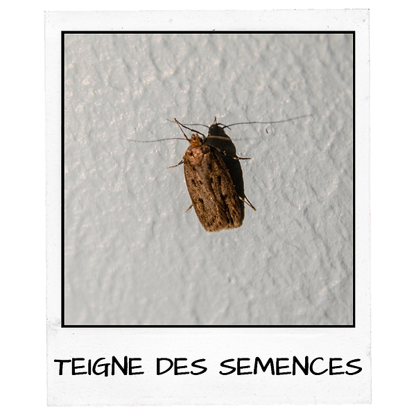 Polaroïd - ÉPERVIER D'EUROPE.png
