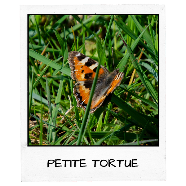 Polaroïd - ÉPERVIER D'EUROPE.png