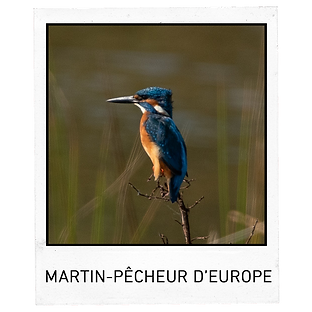 Polaroïd - MARTIN-PÊCHEUR D’EUROPE - DIN.png