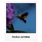 Polaroïd -MORO-SPHINX.png