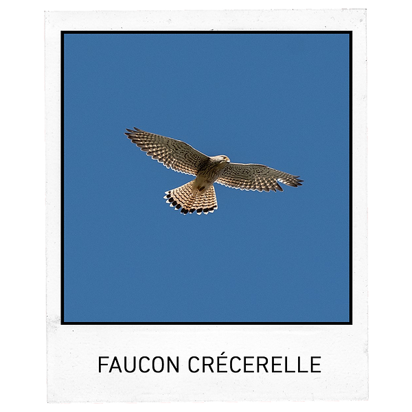 Polaroïd - ÉPERVIER D'EUROPE.png
