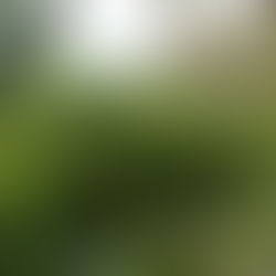 コバンモチの育て方