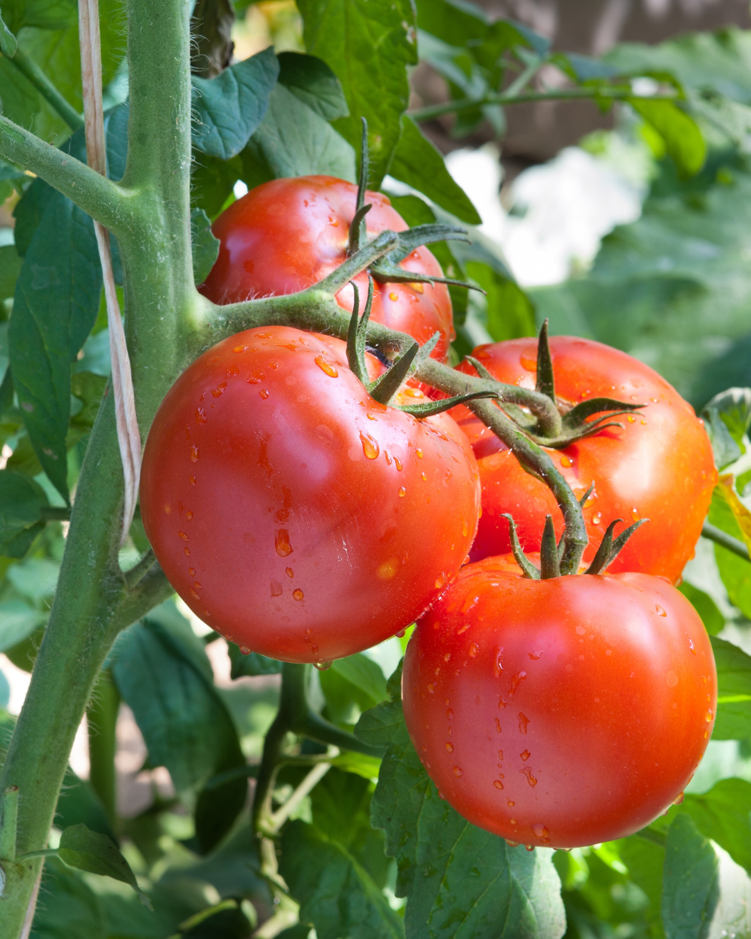 Vine-Ripened Tomatoes Per LB