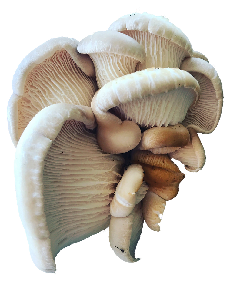 Sporeshift Mushrooms Blogs.webp