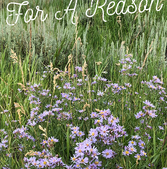 What's Your Story? ~ You're Here For a Reason