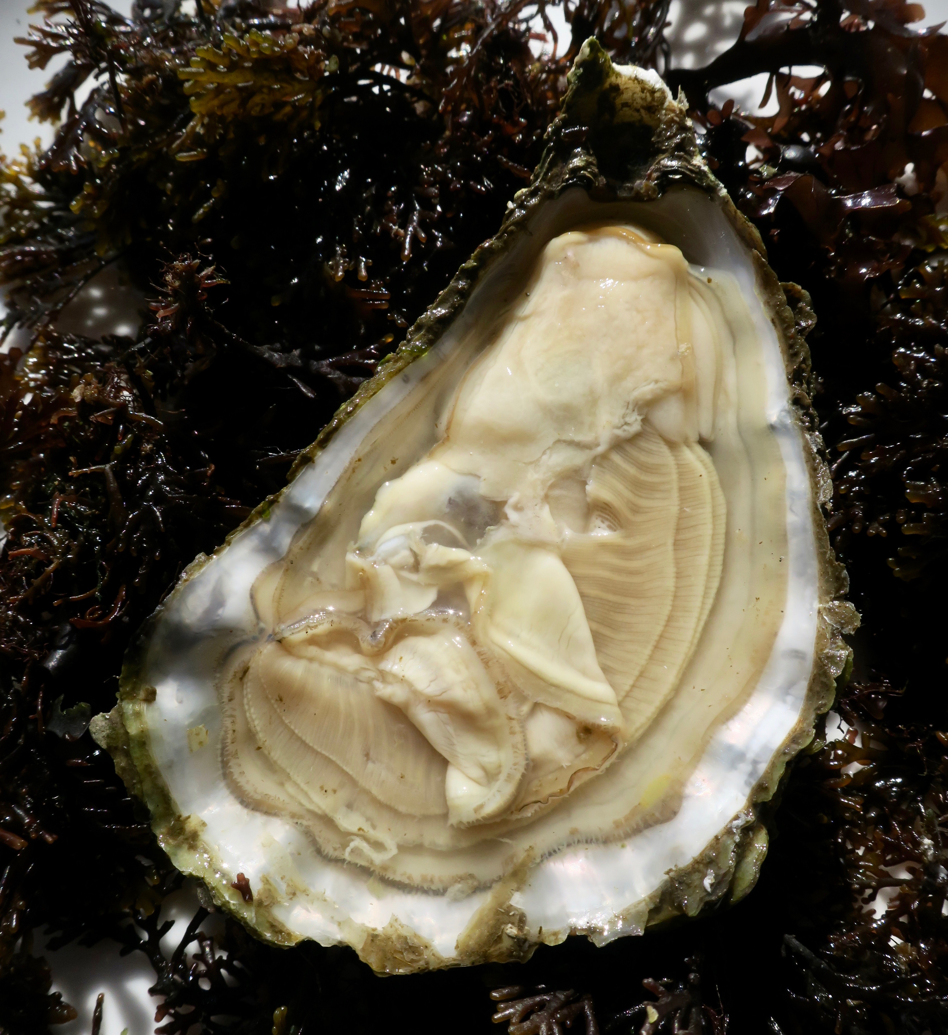 Behold The Pouldoody Oyster