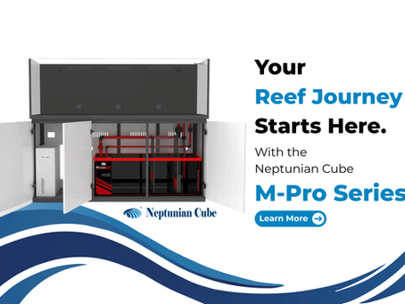 Neptunian Cube – Premium Reef Aquariums Designed for the Modern Marine Hobbyist
