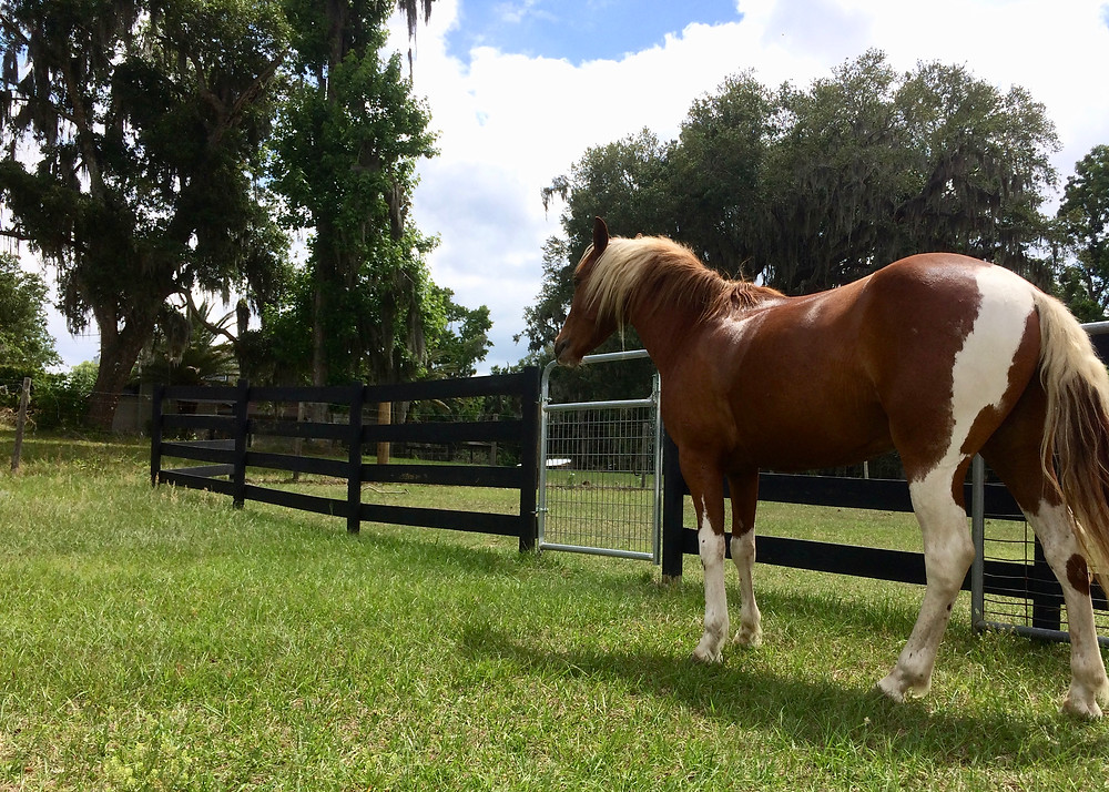 mustang horses