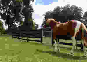mustang horses