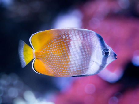 UK Heatwave Alert: How to Keep Your Aquarium Cool During Hot Weather