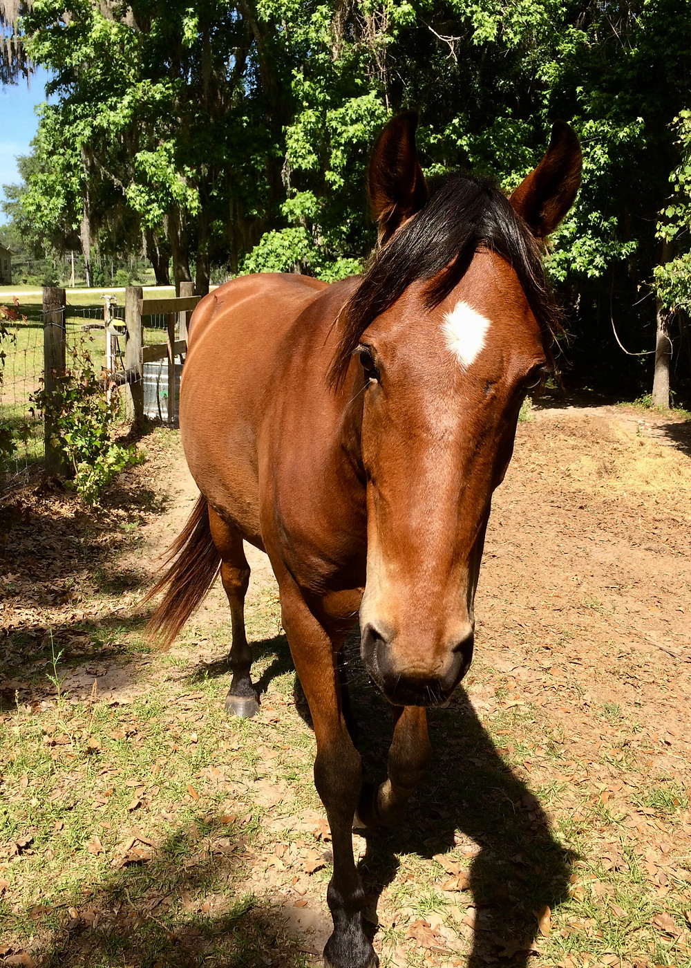 Cracker Horse