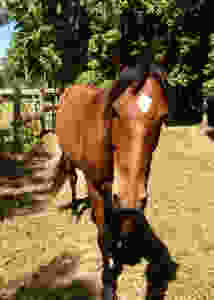 Cracker Horse