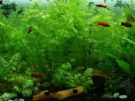 How to Set Up Your First Aquarium: A Beginner's Guide