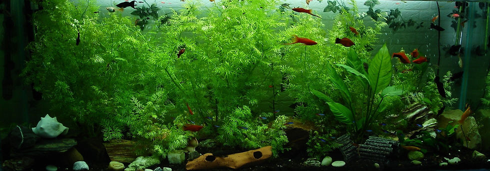 How to Set Up Your First Aquarium: A Beginner's Guide