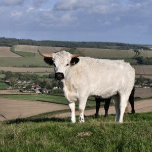 White Park Cattle near Cerne Abbas